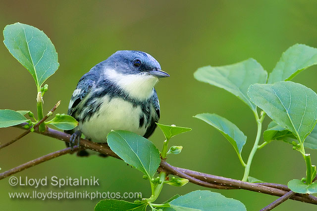 Cerulean Warbler