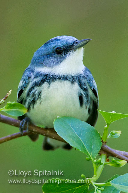 Cerulean Warbler