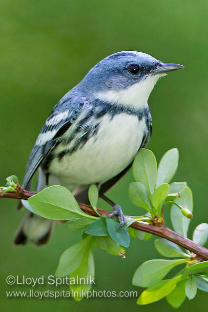 Cerulean Warbler