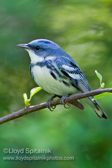 Cerulean Warbler