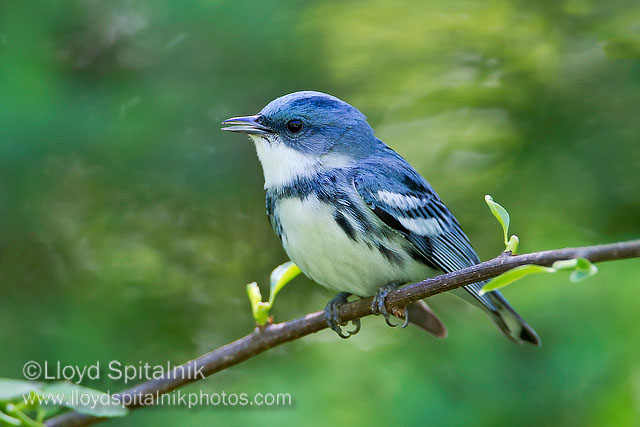 Cerulean Warbler (male)