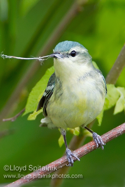 Cerulean Warbler