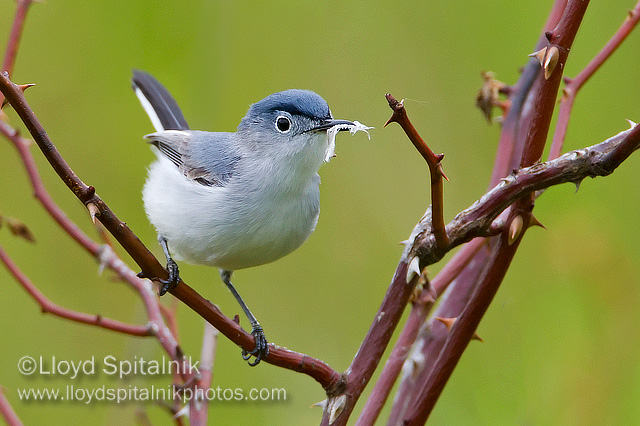 Blue-gray Gnatcatcher (male)
