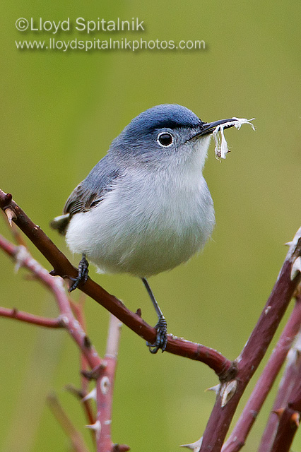 Blue-gray Gnatcatcher