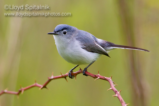 Blue-gray Gnatcatcher