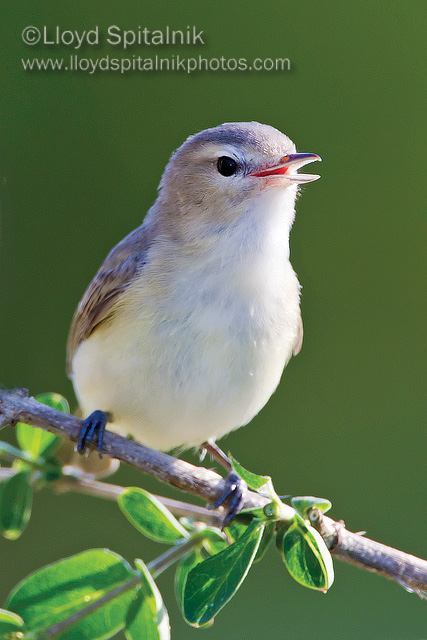 Warbling Vireo