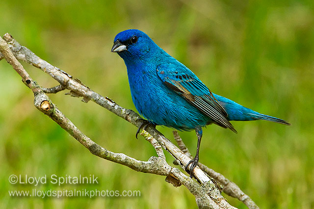 Indigo Bunting