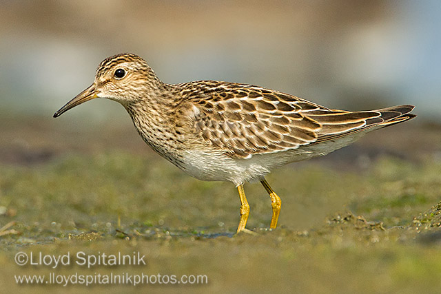 Pectoral Sandpiper
