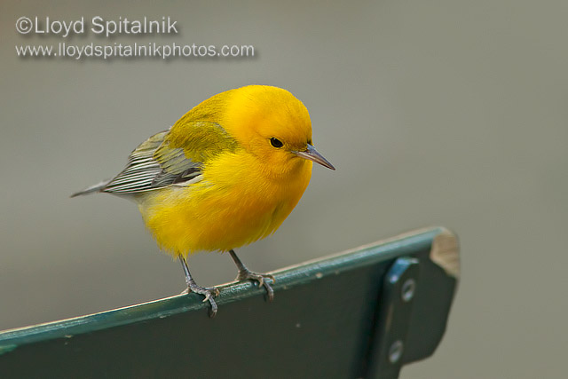 Prothonotary Warbler