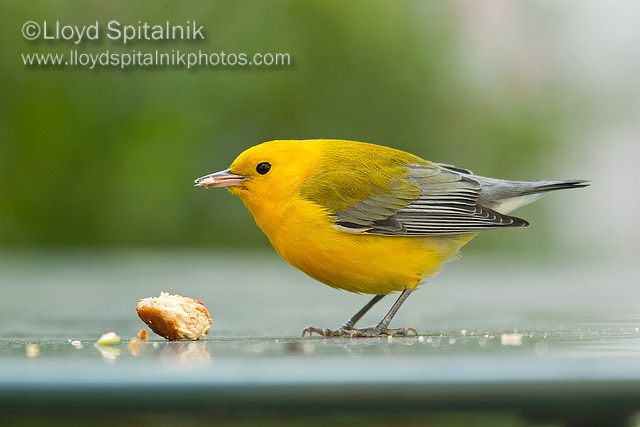 Prothonotary Warbler