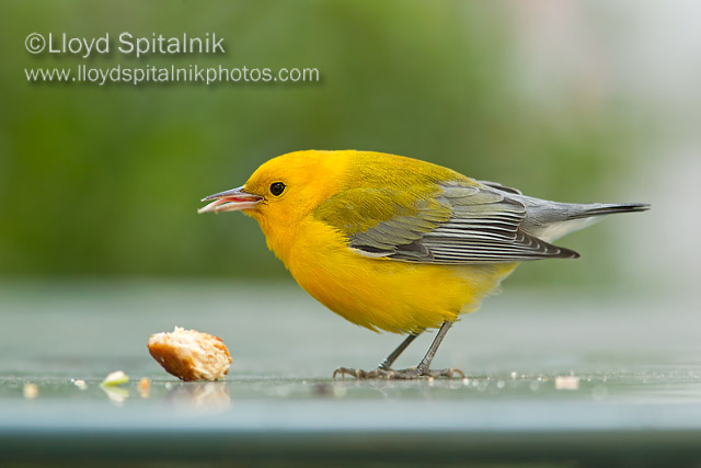 Prothonotary Warbler