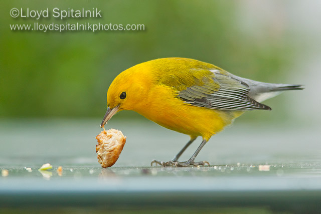 Prothonotary Warbler