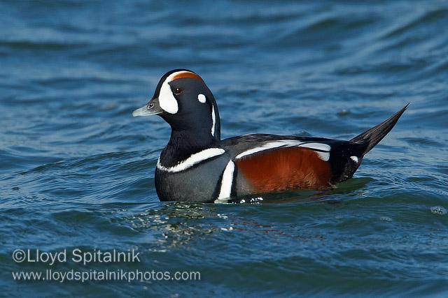 Harlequin Duck