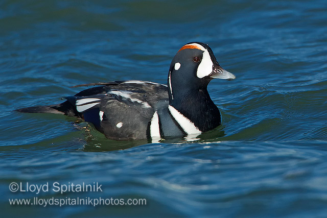 Harlequin Duck