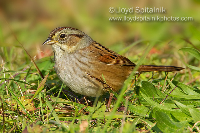 Swamp Sparrow