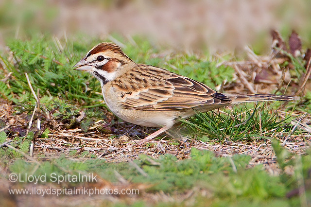 Lark Sparrow