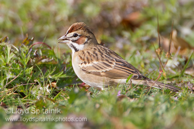 Lark Sparrow