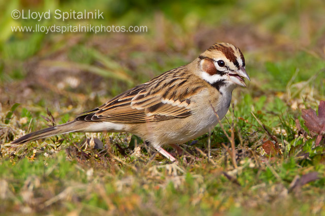 Lark Sparrow
