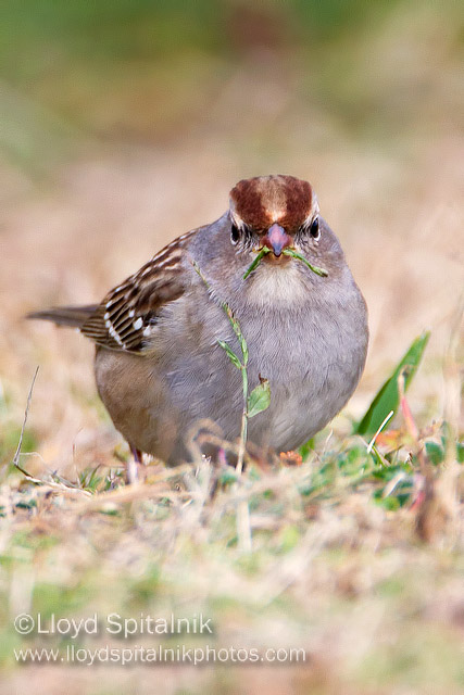 White-crowned Sparrow