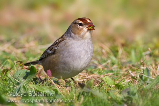 White-crowned Sparrow