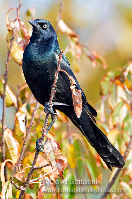 Boat-tailed Grackle