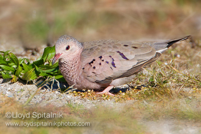 Common Ground Dove
