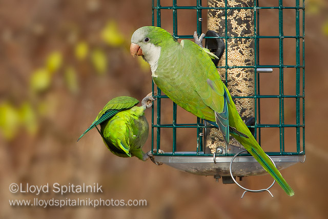 Monk Parakeet