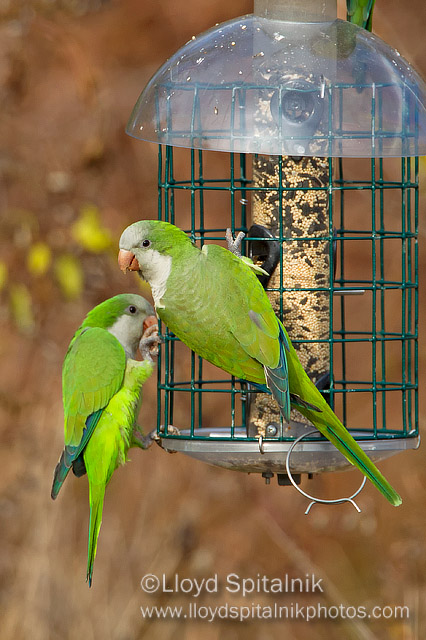 Monk Parakeet
