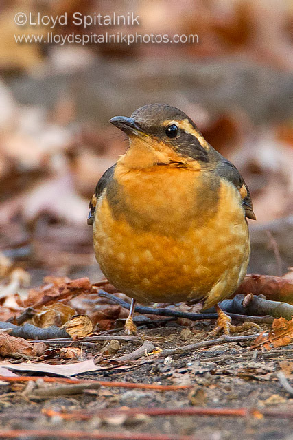 Varied Thrush
