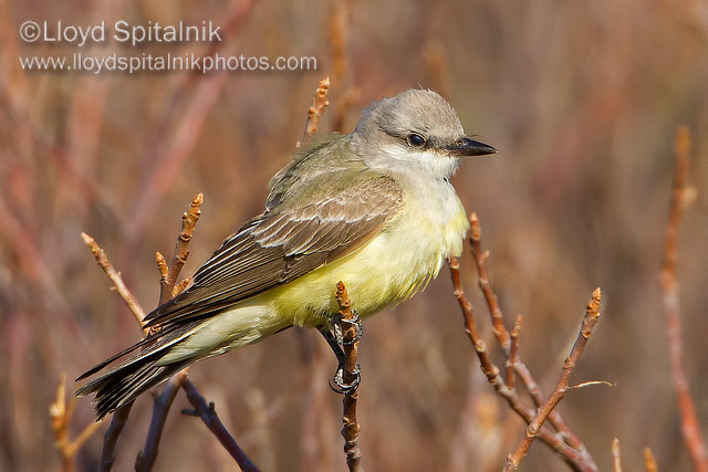 Western Kingbird