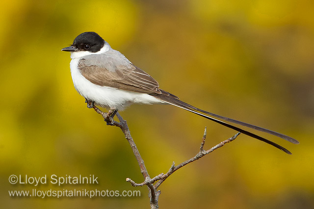 Fork-tailed Flycatcher