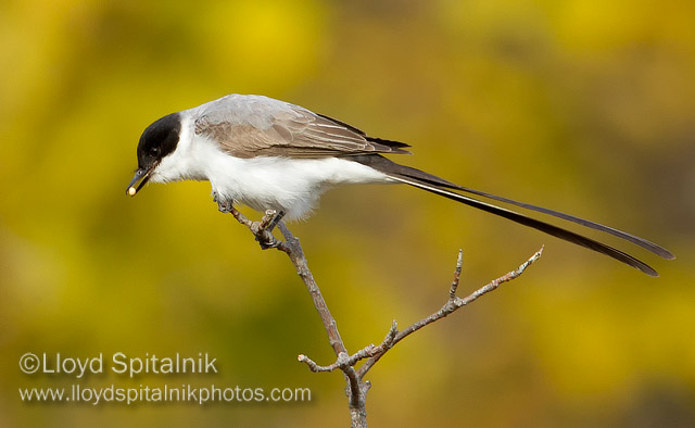 Fork-tailed Flycatcher