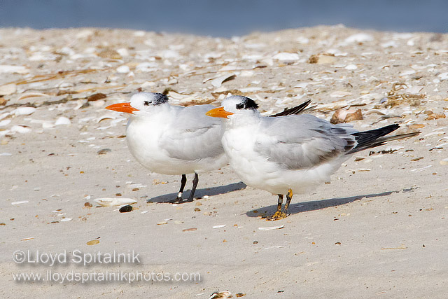 Royal Tern