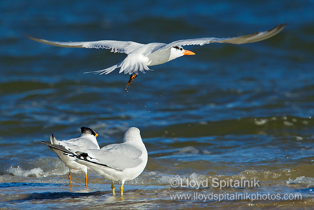 Royal Tern