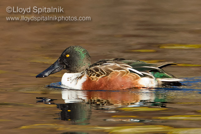 Northern Shoveler