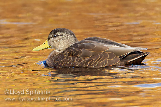 American Black Duck