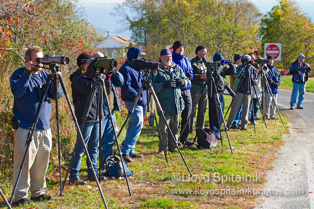 Birders