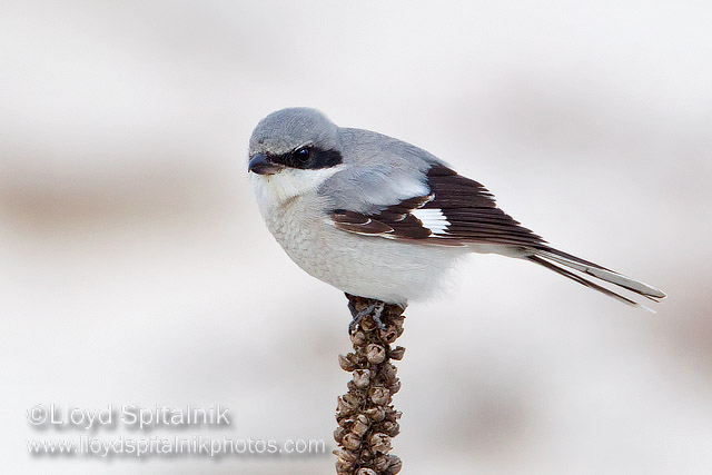 Loggerhead Shrike