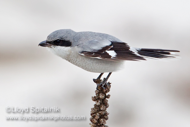Loggerhead Shrike