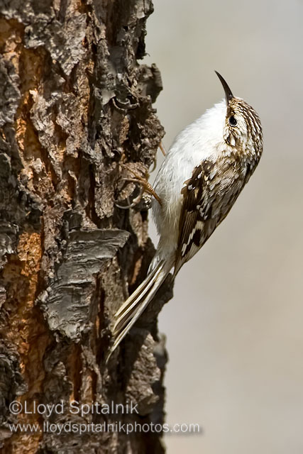 Brown Creeper