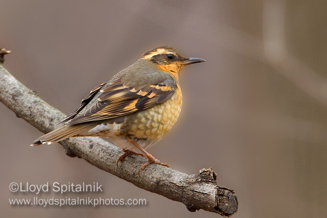Varied Thrush