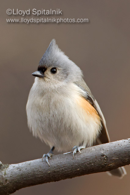 Tufted Titmouse