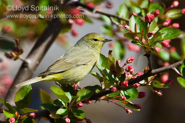 Orange-crowned Warbler