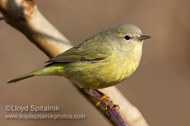 Orange-crowned Warbler