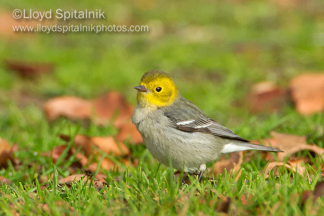 Hermit Warbler