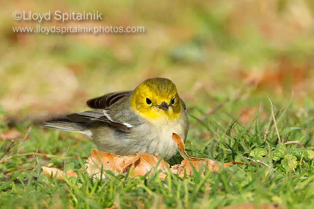 Hermit Warbler