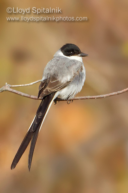 Fork-tailed Flycatcher