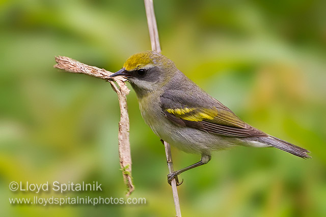 Lawrences Warbler (female)