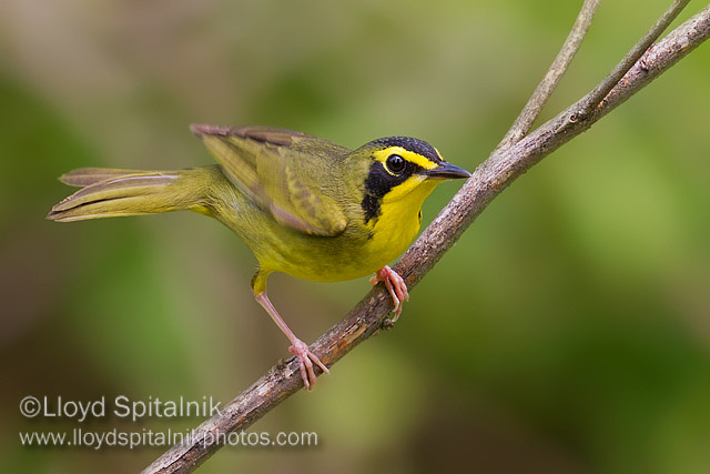 Kentucky Warbler