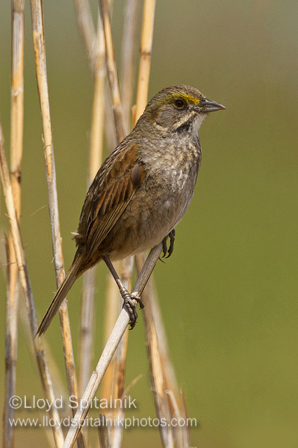 Seaside Sparrow